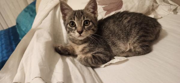 YUKI – cucciolina coraggiosa cerca casa Foto 3